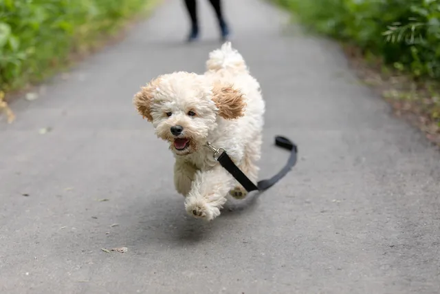 Moodle dog running on a path