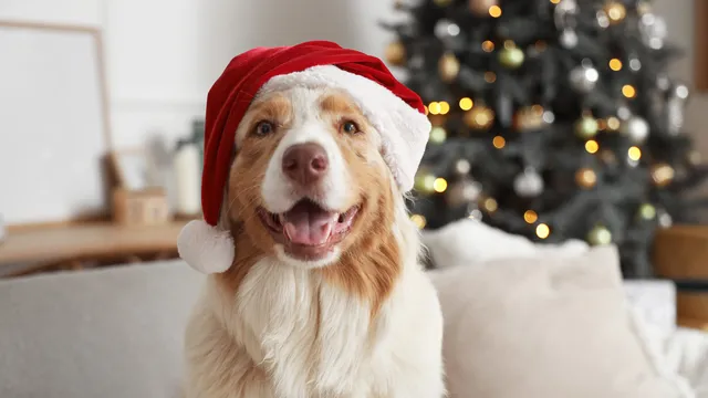 Dog wearing a santa hat