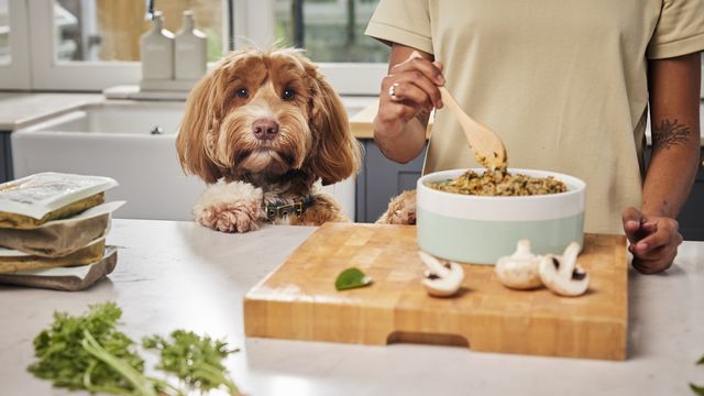 labradoodle propped up on kitchen bench next to bowl of dog food