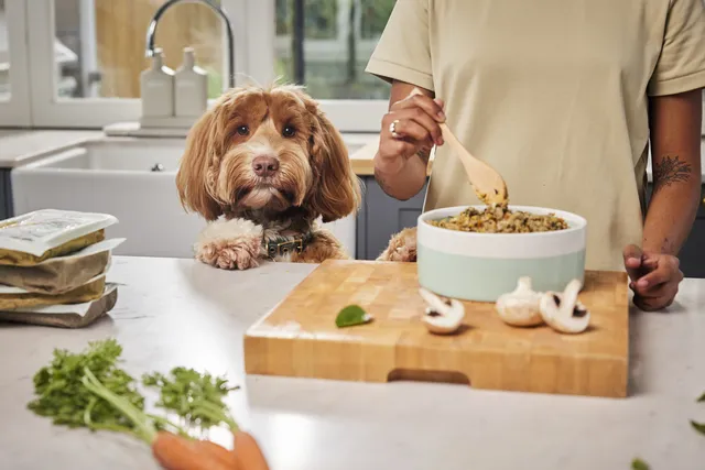 labradoodle propped up on kitchen bench next to bowl of dog food