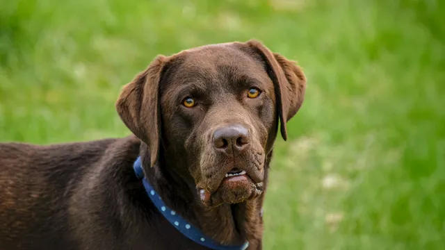 chocolate labrador looking into camera