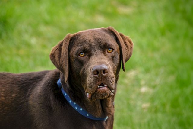 chocolate labrador looking into camera