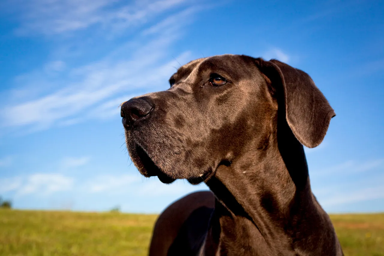 Great Dane close-up