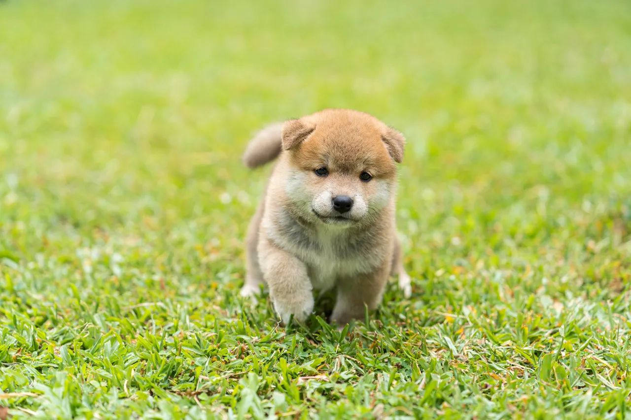 Shiba Inu puppy