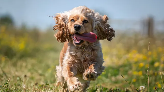 Cocker Spaniel running