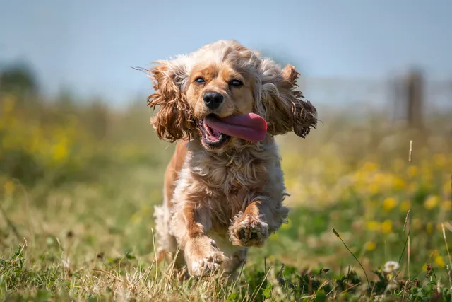 Cocker Spaniel running