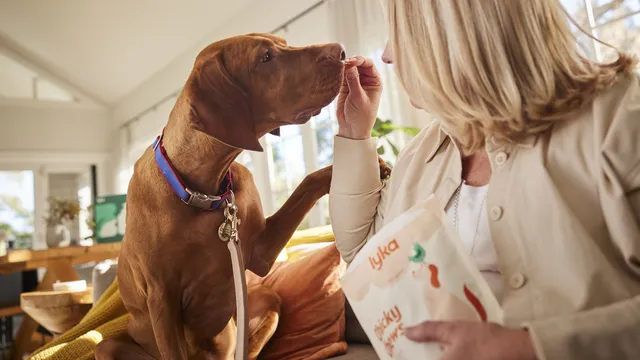 Woman feeding Hungarian Vizsla a Lyka treat