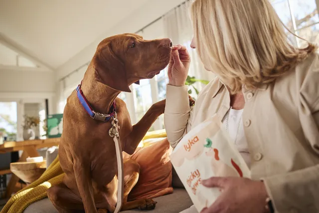 Woman feeding Hungarian Vizsla a Lyka treat