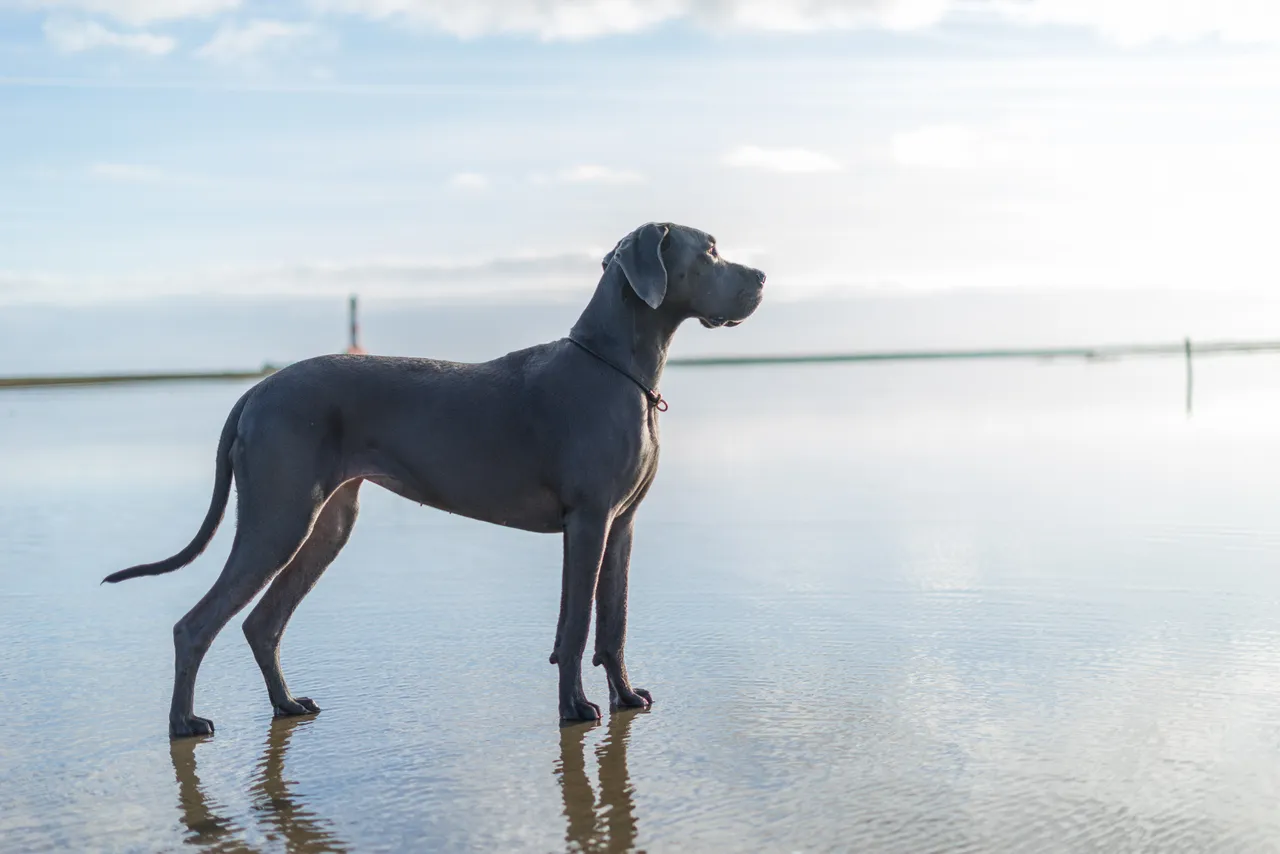 Great Dane dog at the beach