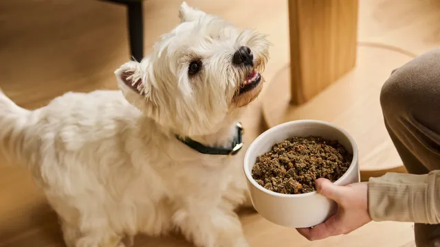 West Highland White Terrier with bowl of Hypoallergenic Pro