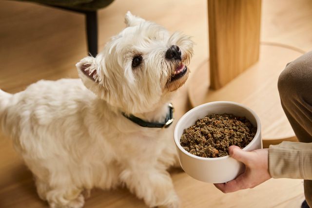 West Highland White Terrier with bowl of Hypoallergenic Pro