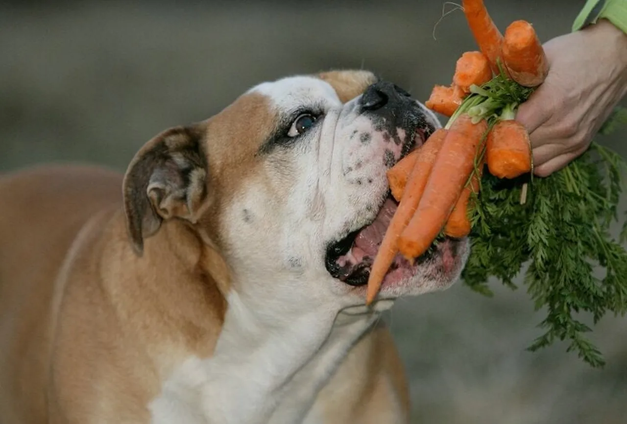 Dog eating a bunch of carrots
