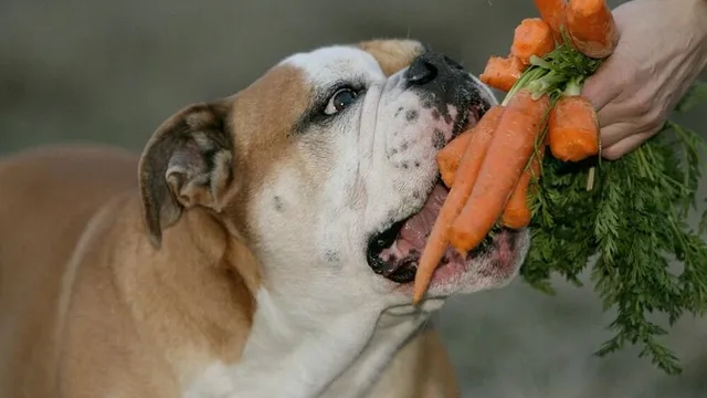 bulldog-munching-on-bunch-of-carrots