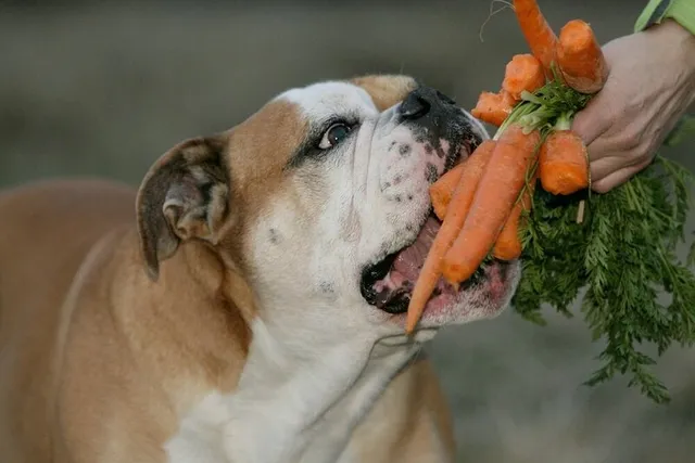 bulldog-munching-on-bunch-of-carrots