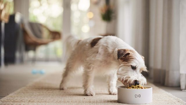 Small dog eating Lyka