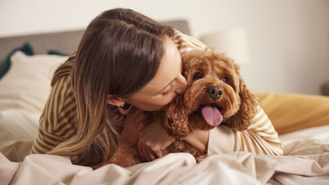 Young woman kissing cavoodle dog on bed