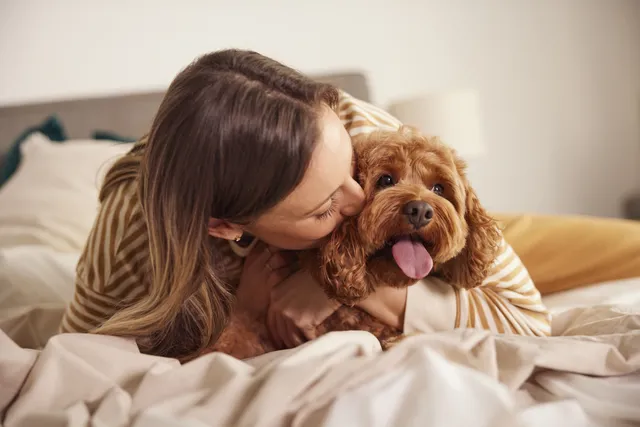 Young woman kissing cavoodle dog on bed