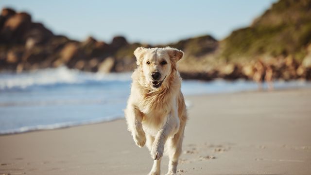 Golden Retriever running across a beach