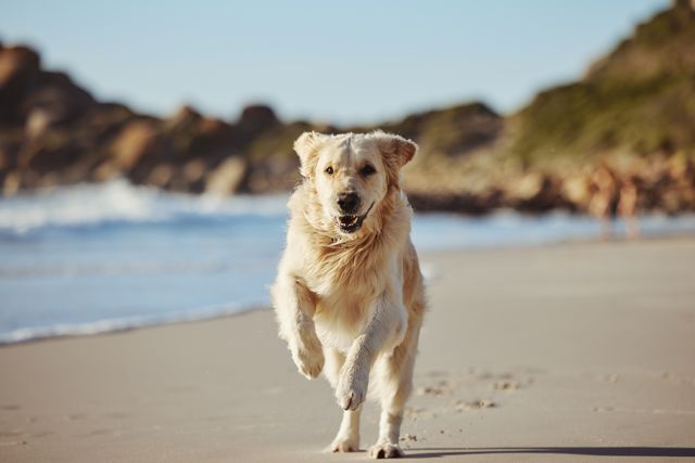 Golden Retriever running across a beach