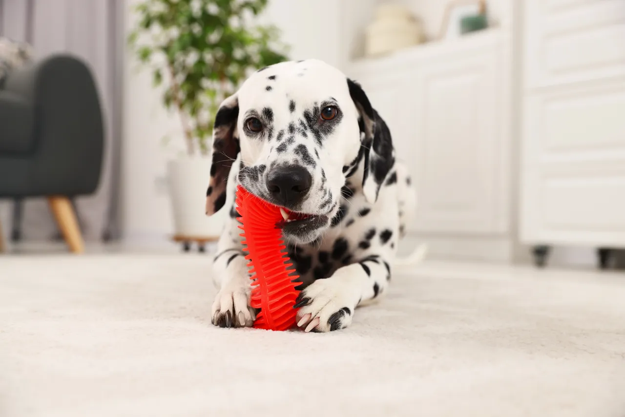 Dalmation playing with a chew toy