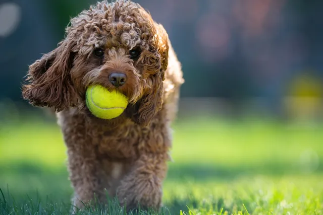 Cavoodle with a tennis ball in its mouth