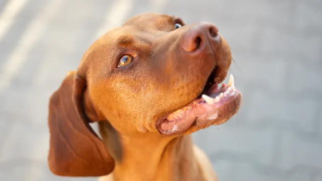 Hungarian Vizsla looking up