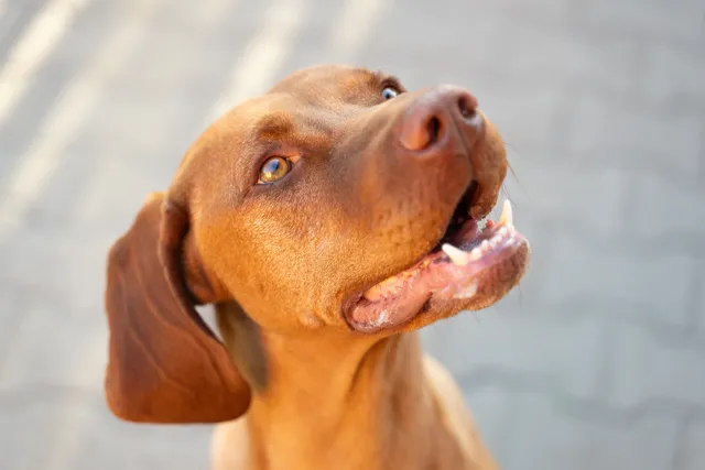 Hungarian Vizsla looking up