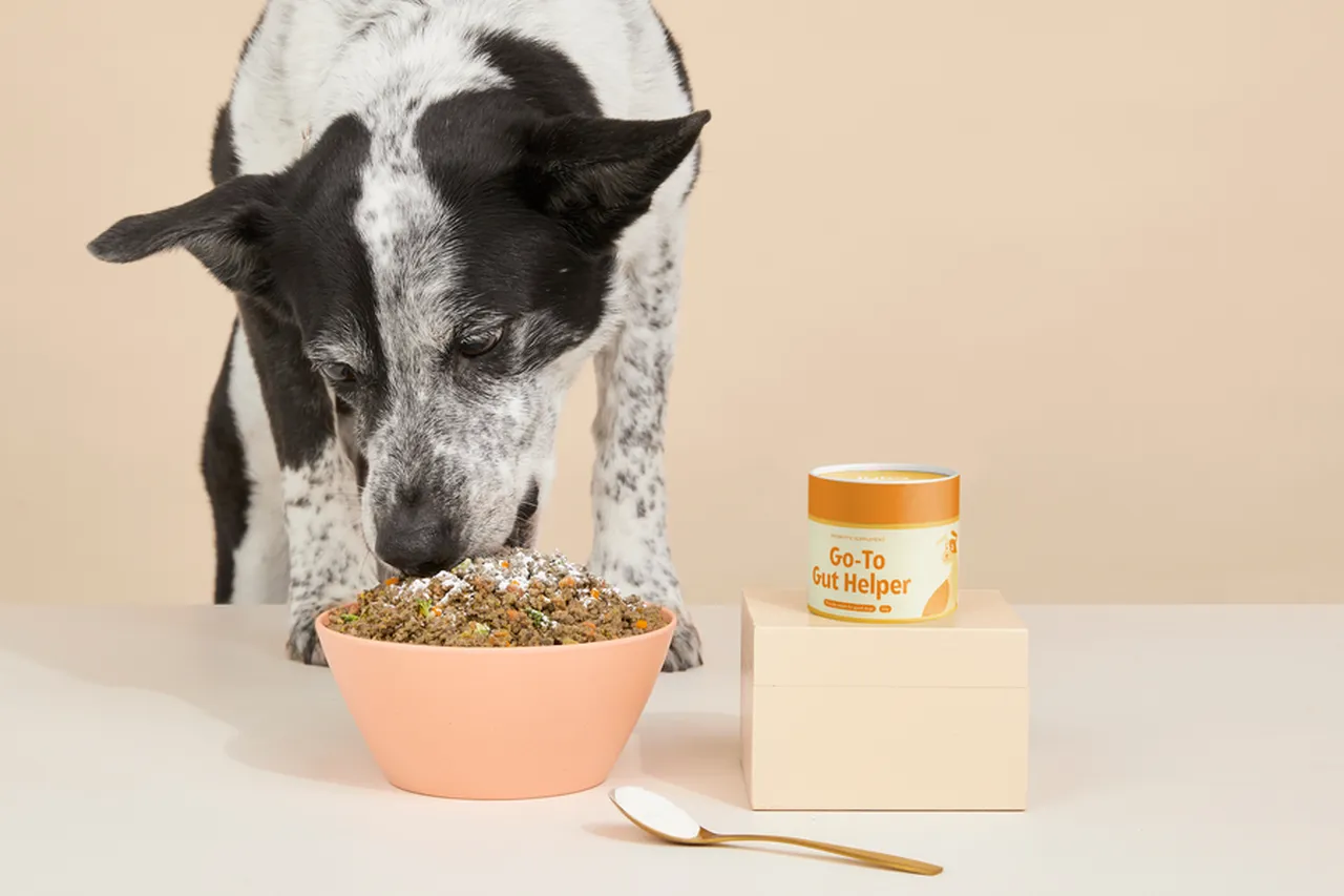 Lyka's probiotics for dogs