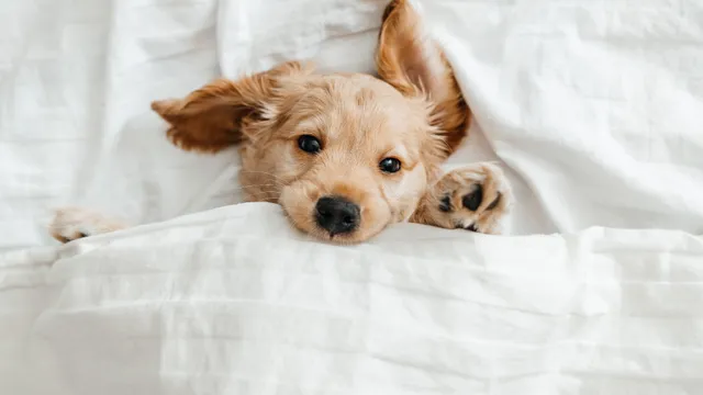 Puppy in bed