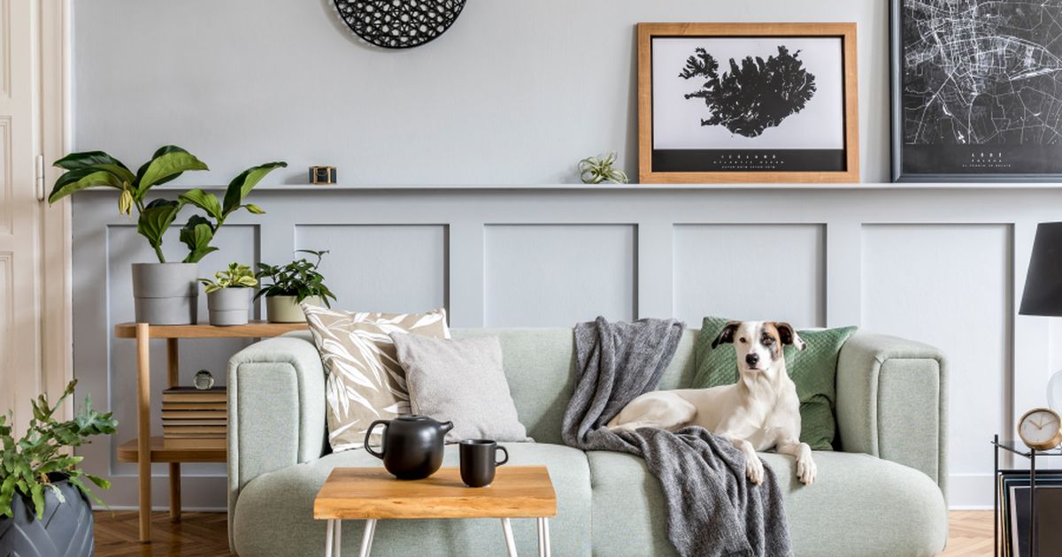 how-much-does-a-dog-cost-the-real-price-of-dog-ownership-lyka-blog