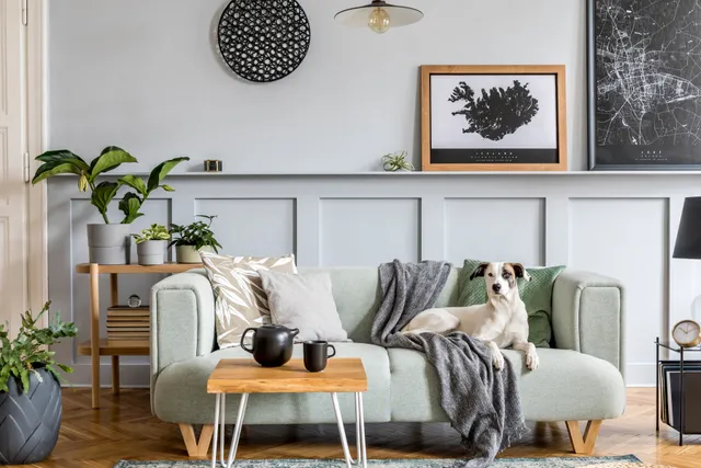 dog-sitting-on-couch-in-loungeroom