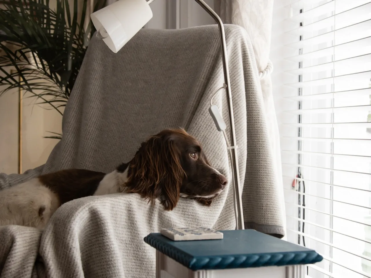 Sad spaniel looking out of a window