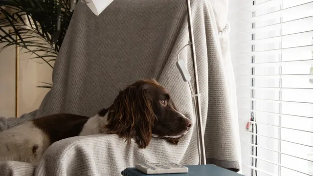 brown and white puppy sitting on arm chair looking out window