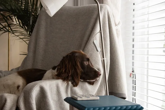 brown and white puppy sitting on arm chair looking out window