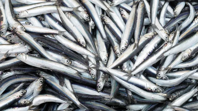 Fresh sardines