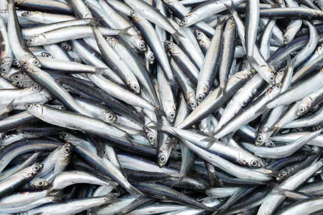 Fresh sardines