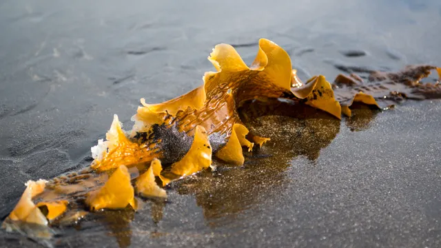 Kelp on beach