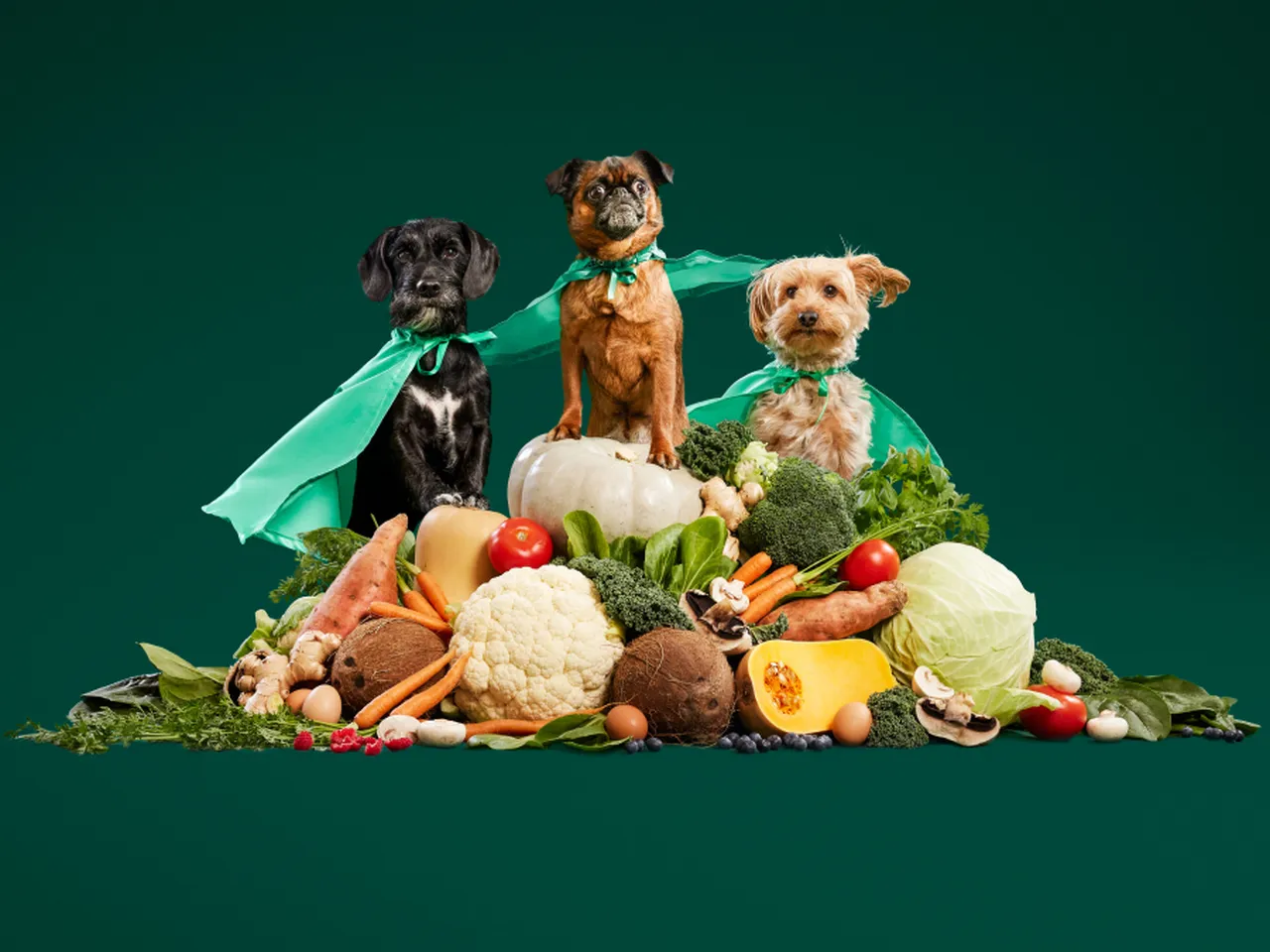 Three superhero dogs on pile of fresh food