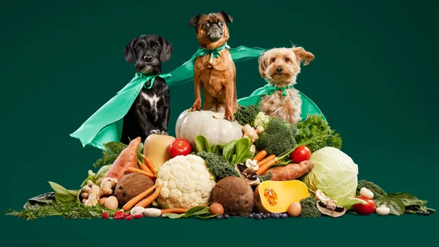Three superhero dogs on pile of fresh food