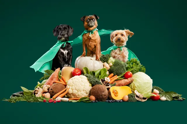 Three superhero dogs on pile of fresh food