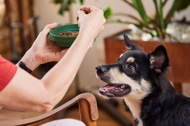 puppy looking up at person holding up bowl filled with Lyka food