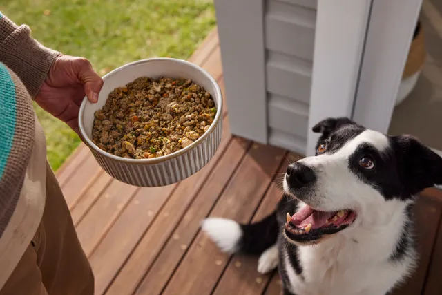 happy black and white dog staring up at a person holding a bowl of lyka dog food