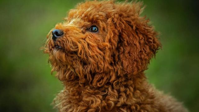 little brown toy poodle staring into distance