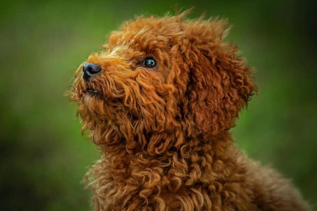 little brown toy poodle staring into distance