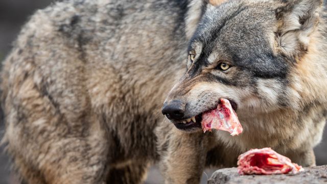 Wolf eating raw meat