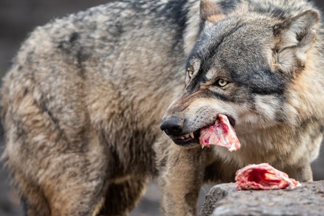 Wolf eating raw meat