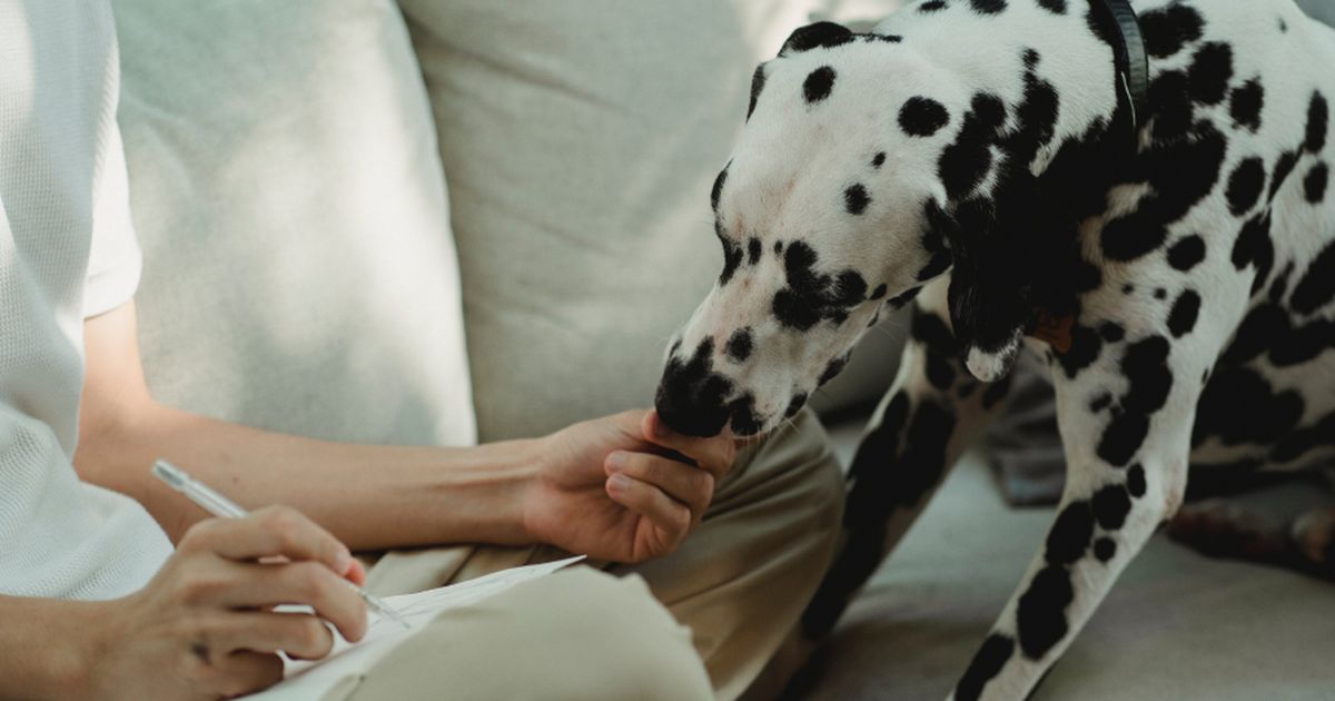 force-free-puppy-training-what-the-experts-want-you-to-know-lyka-blog