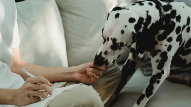 Man giving Dalmatian dog treat
