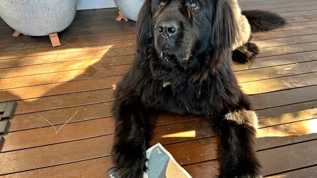 5 ways to do a winter cleaning reset for your dog