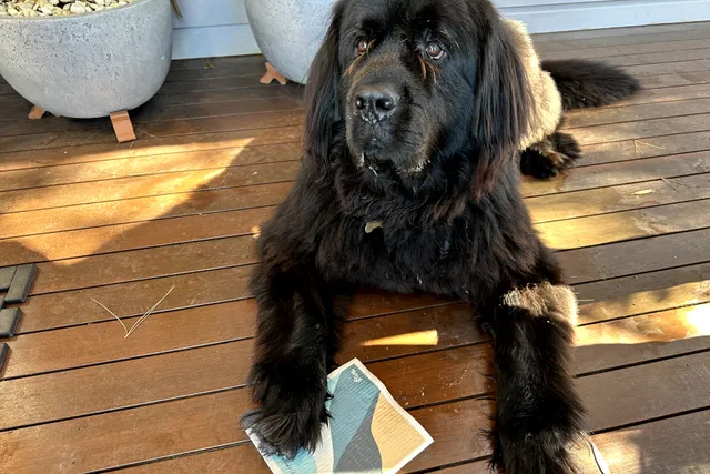 5 ways to do a winter cleaning reset for your dog